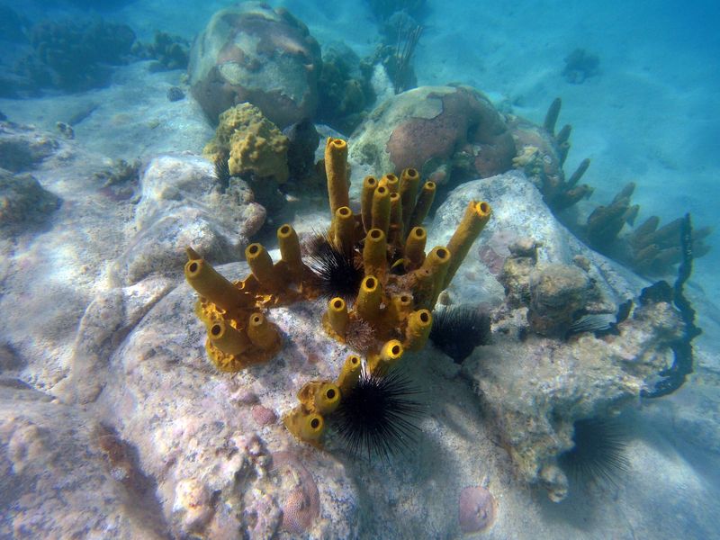 Notre top des plus belles plages de la Martinique