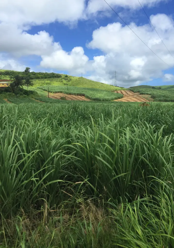 champ de cannes à sucre - rhumeries Martinique