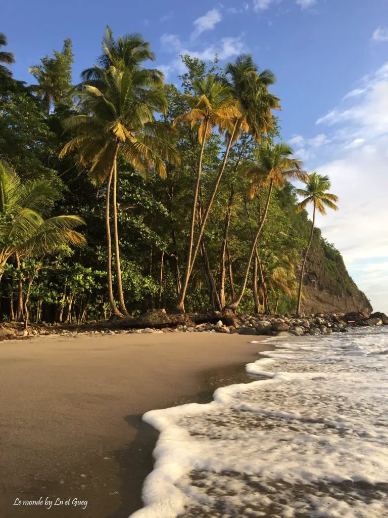 Cocotiers à Anse Couleuvre